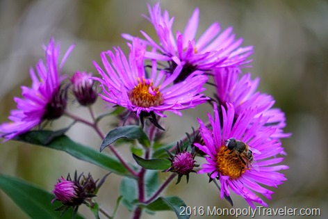 Purple Asters beeing pollinated
