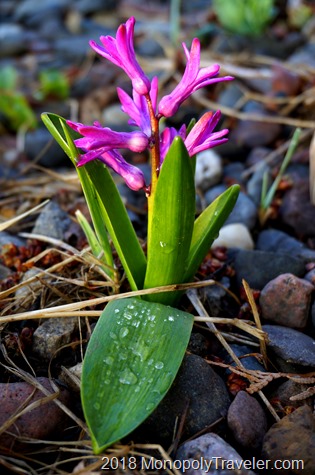 Hyacinth beginning to bloom