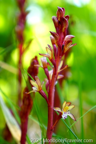 Coral Root orchid in bloom