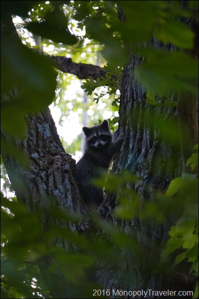 Being watched in the woods