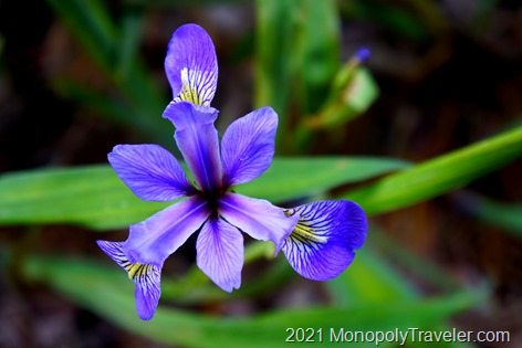 Wild Iris in bloom