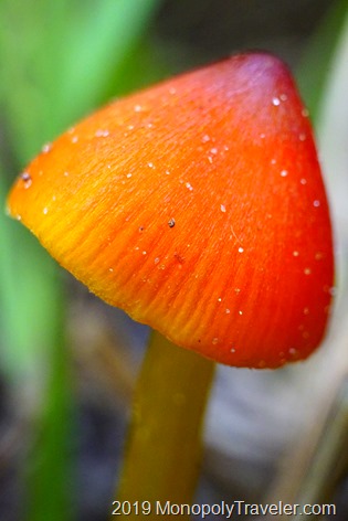 A colorful mushroom peaking through the grass