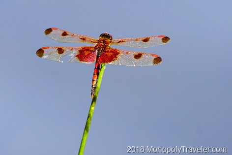 Red Saddlebag Dragonfly