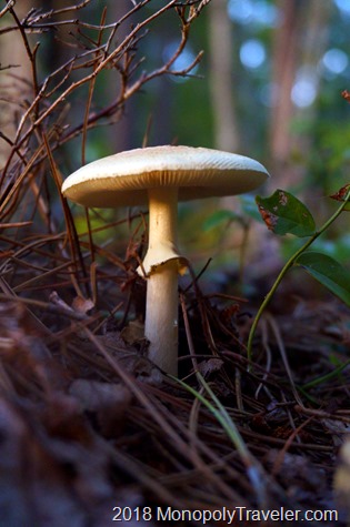 Mushroom season in the Wisconsin North Woods