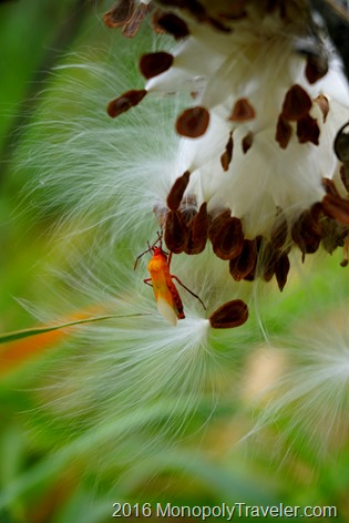 A milkweed bug hiding out amongst Milkweed seeds