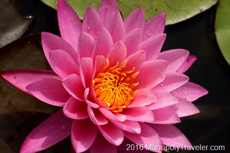 A beautiful water lily