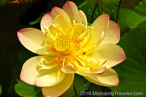 Water lotus in bloom