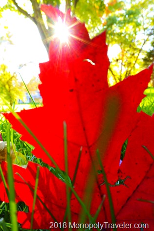 Afternoon sun peaking through a red leaf