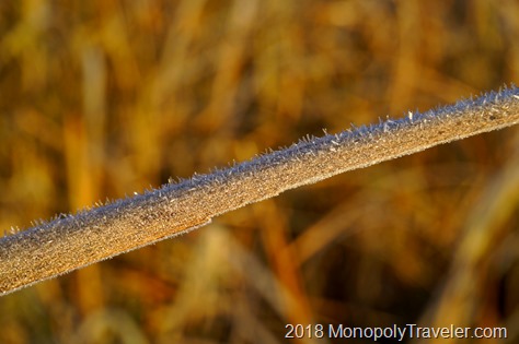 Frost decorating a leaf