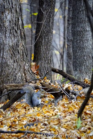A squirrel enjoying a snack on the forest floor covered with freshly fallen leaves