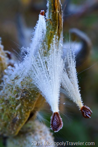 Milkweed seeds covered in frost