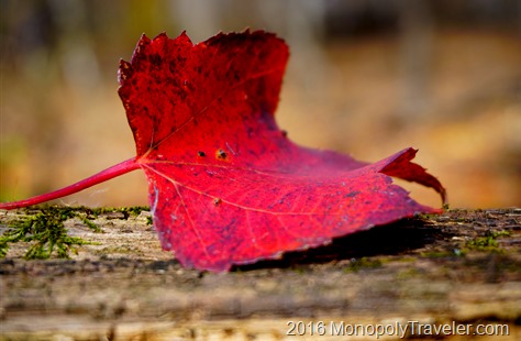 A vibrant fallen maple leaf ready to join the others laying on the forest floor