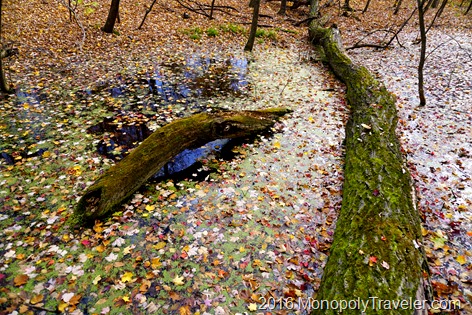 Leaves covering the waters of this saturated pond hidden in the forest