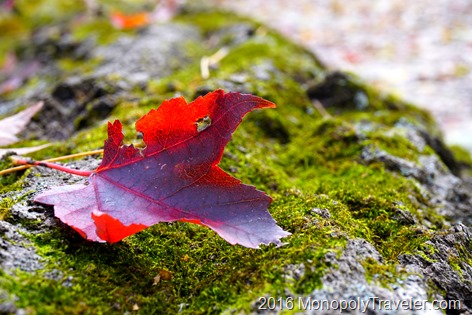  Mossed covered log holding a bright red maple leaf