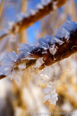 Frost dangling from a cattail