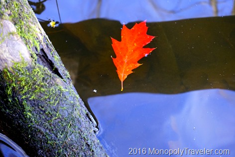 A single red and orange oak leaf floating away 