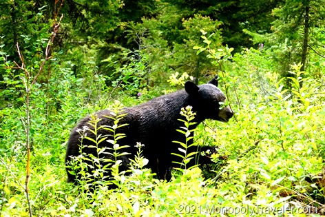 A bear near the trail feeding heavily