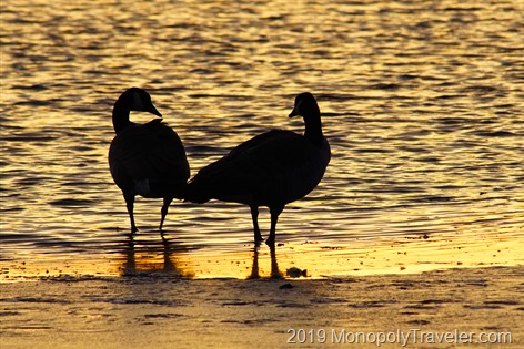 A pair of geese in the golden glow of the sunrise