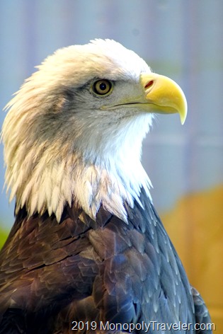 Bald Eagle residing at the National Eagle Center