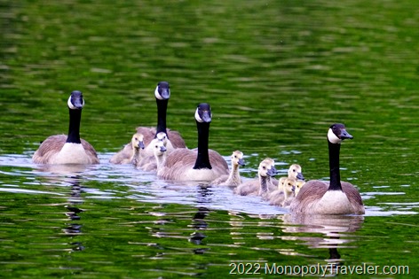 A family of geese