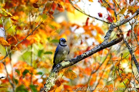 A Blue Jay out enjoying a fall morning also