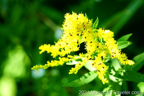 Goldenrod covered in little beetles taking in its nectar