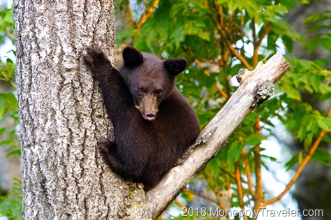A bear cub climbing a tree
