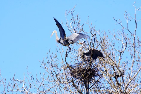 Herons preparing a nest