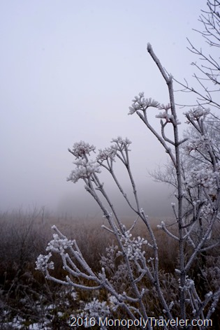 Thick, frost covered branches