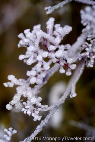 Close up of the frosty branches