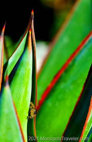 A spider seeking shelter in a colorful agave