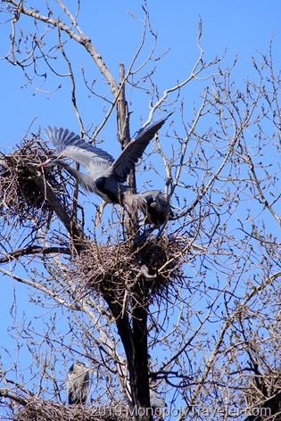 The disagreement escalates as one of the Herons leaves the nest
