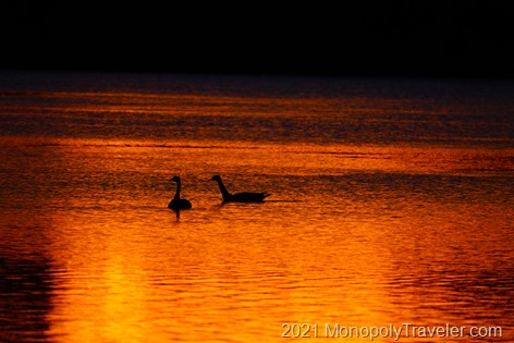 A pair of geese taking in the sunrise