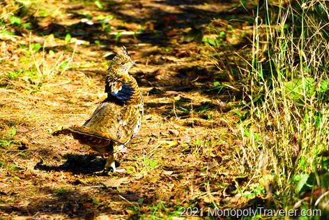 Grouse leading on the trail