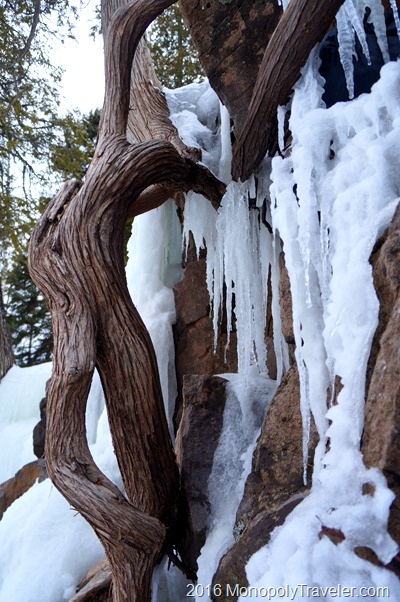 Tree roots growing through ice and rock