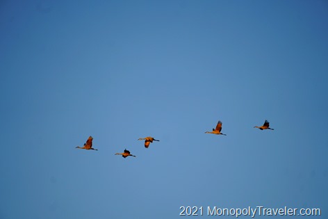 A flock of sandhill cranes flying over head
