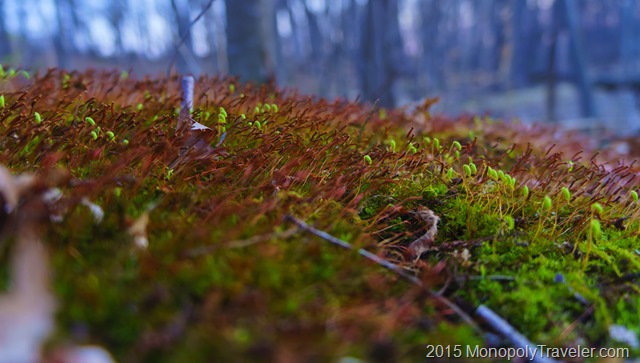 Moss Actively Growing