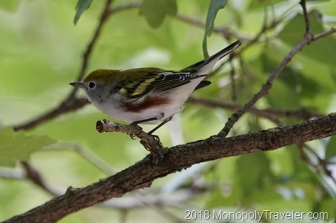 Young Chestnut Sided Warbler