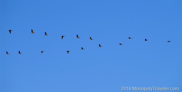 Geese migrating north