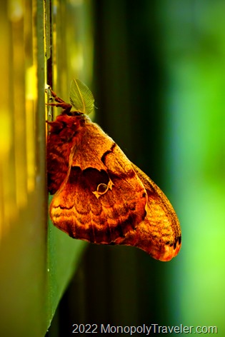 Cercropia moth greeting us