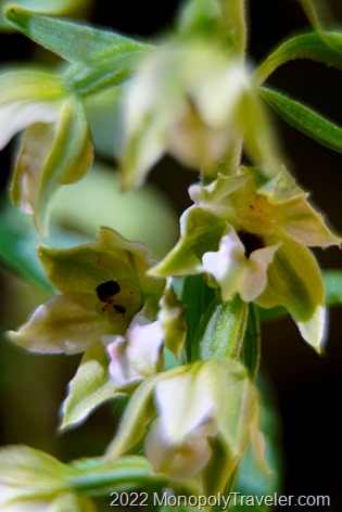 Flowers of Epipactis