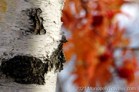 Birch bark patterns