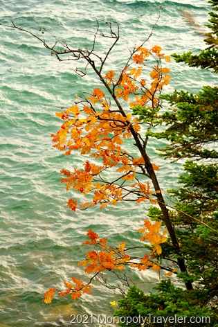 Mountain Ash hanging out over the water of Lake Superior