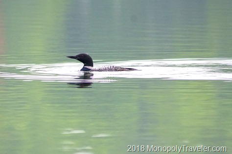 The loon was still living on Lost Lake