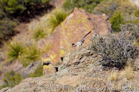 A road runner just before it plunged over the edge