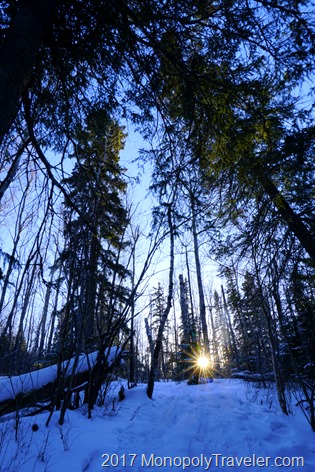 The low sun in the horizon shining through the tall trees