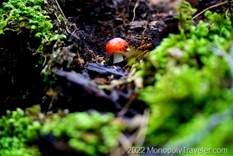 Little red capped mushroom