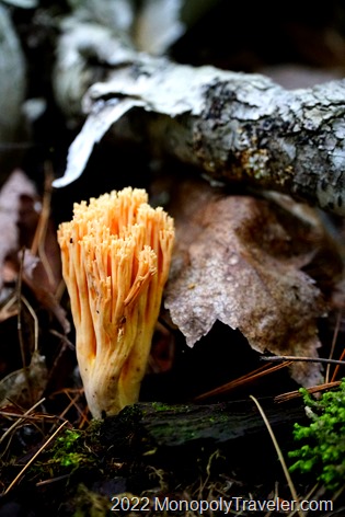 Coral Mushroom surrounded by fallen birch logs