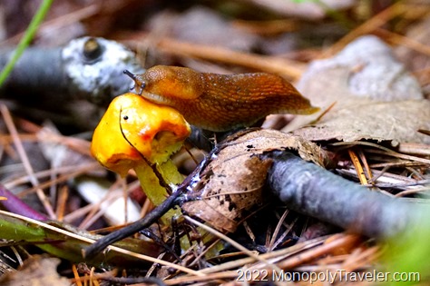 A snail grabbing a mushroom breakfast