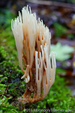 Another form of coral mushrooms